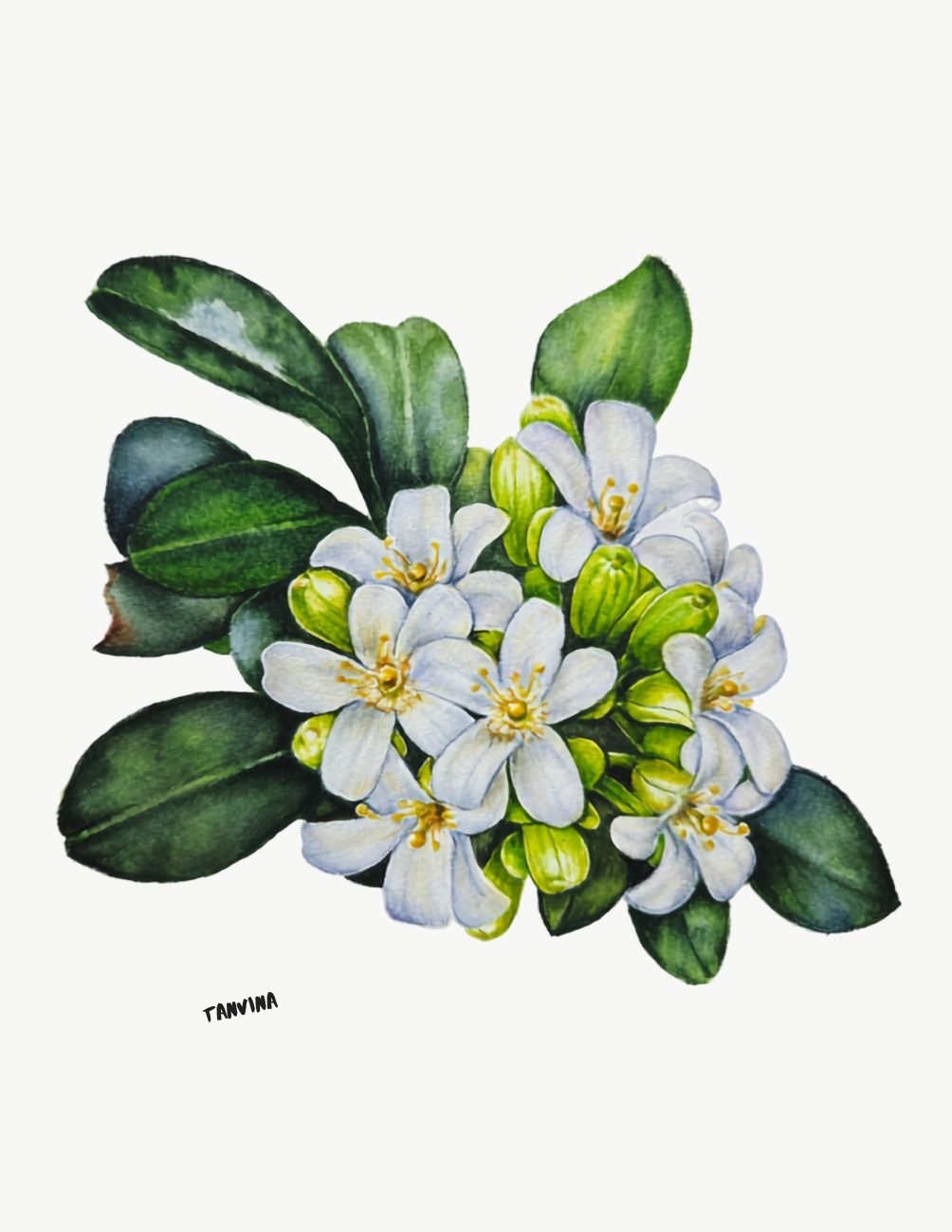Botany art watercolor painting of a white blossom cluster
