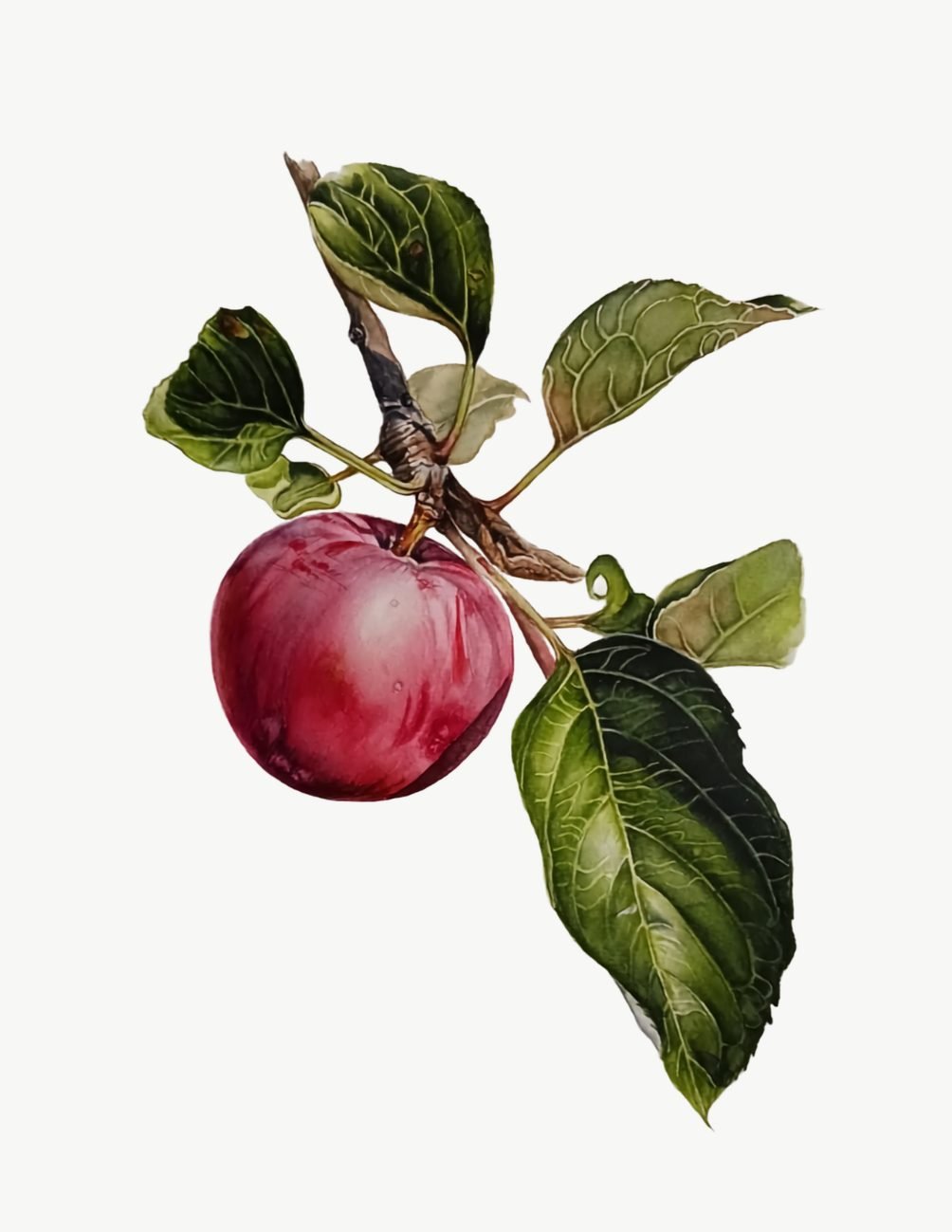 Botany art watercolor painting of an apple on the branch