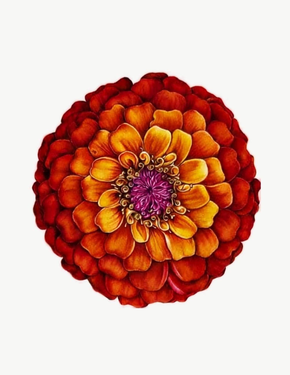 Botany art watercolor painting of a zinnia flower