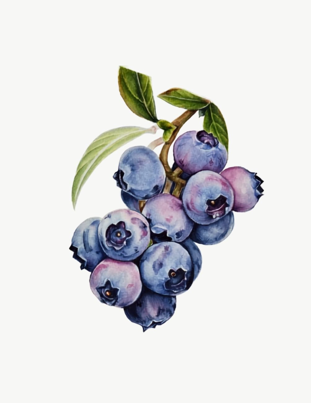 Botany art watercolor painting of blueberries
